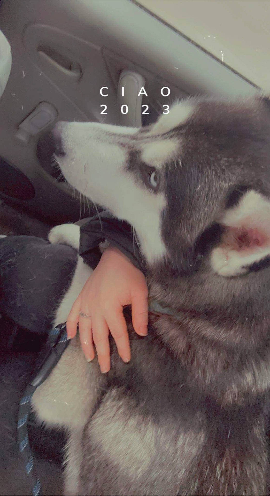 Cluster participe au concours pour gagner de l'argent avec cette photo : beauty, canidae, canis, carnivore, cloud, companion_dog, dog, dog_breed, eyelash, flash_photography, fur, gesture, jaw, monochrome_photography, paw, siberian_husky, snout, sporting_group, whiskers, working_animal