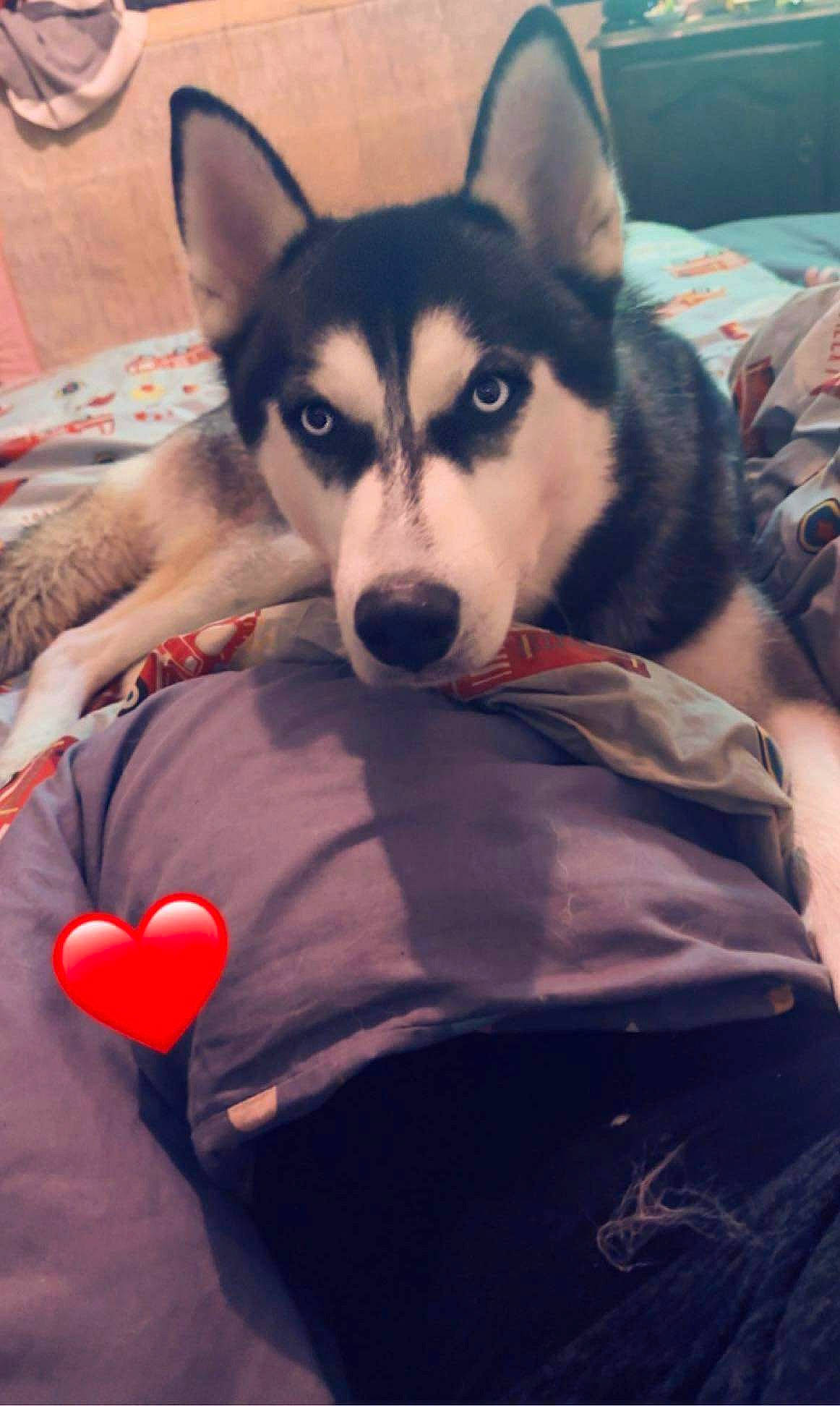 Cluster a rejoint le concours — aidez-le/la à gagner de superbes lots ! canidae, canis, carmine, carnivore, cloud, comfort, companion_dog, couch, dog, dog_breed, flooring, fur, siberian_husky, sitting, sled_dog, snout, sporting_group, terrestrial_animal, wolf, working_animal