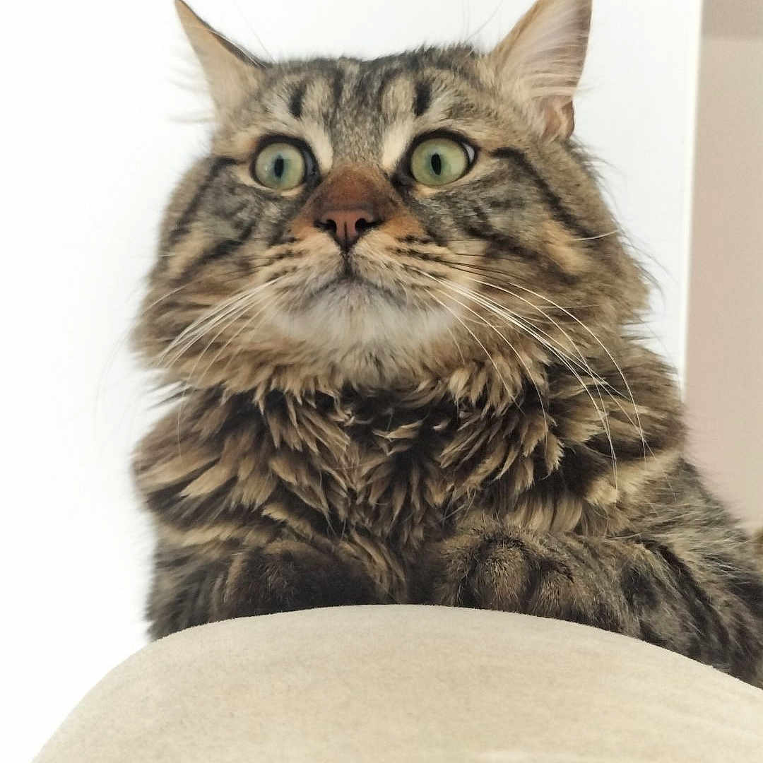 Simba participe au concours pour gagner de l'argent avec cette photo : animal, beige_surface, cat, closeup, cute, domestic_cat, ears, feline, fluffy, fur, indoor, looking_up, pet, portrait, soft_texture, surprised_expression, tabby_cat, whiskers, white_background, wide_eyes