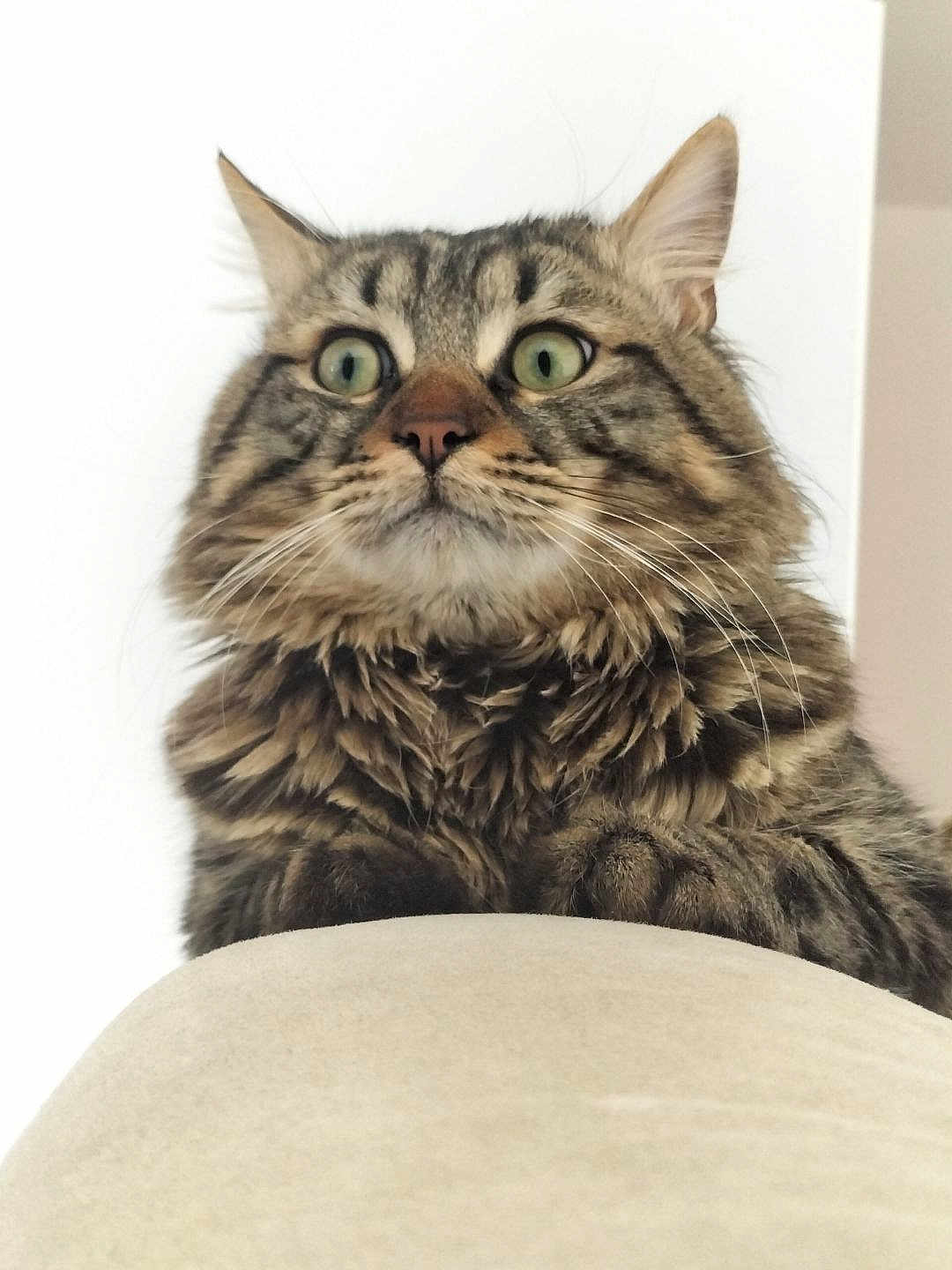Simba