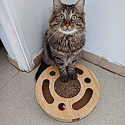 Simba a rejoint le concours — aidez-le/la à gagner de superbes lots ! cat, tabby_cat, pet, animal, indoor, toy, wooden_toy, curious, fur, whiskers, floor, wall, corner, play, eyes, sitting, domestic_cat, cute, feline, household
