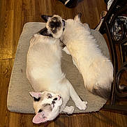 Halo And Loki joined the competition — help win amazing prizes! animal, cat, cats, collar, cute, domestic, ears, fluffy, fur, indoor, pair, pet, relaxed, resting, sleeping, stool, tail, two_animals, whiskers, wooden_floor