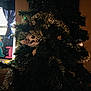 Halo And Loki is registered to the contest to win money with this photo: kitten, cat, christmas_tree, tinsel, ornament, indoor, window, curtains, drawing, toy, stuffed_animal, decorations, playful, pet, holiday, feline, peek, cozy, dark, home