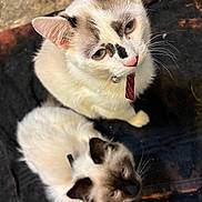 Halo And Loki joined the competition — help win amazing prizes! cat, cats, feline, pet, animal, white_cat, black_and_white, fluffy, fur, whiskers, ears, eyes, collar, domestic_animal, looking_up, curious, companions, indoor, close_up, resting