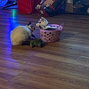 Halo And Loki is registered to the contest to win money with this photo: animal, basket, box, cat, cats, cute, decor, domestic, feline, floor, home, indoor, lighting, pet, pet_toy, playful, purple_basket, red_bag, toy, wooden_floor