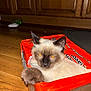 cat, siamese_cat, box, orange, ramen_noodles, paw, wooden_floor, kitchen, cabinet, pet, animal, fur, relaxed, indoor, cozy, container, cute, mischievous, feline, domestic_animal