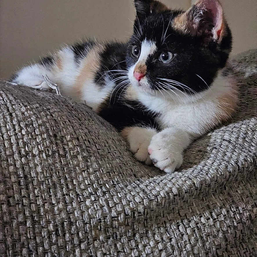 Hersby is registered to the contest to win money with this photo: animal, calico, cat, cozy, curious, cute, feline, fur, gray, indoor, kitten, mammal, paws, pet, relaxed, resting, soft, texture, whiskers, young