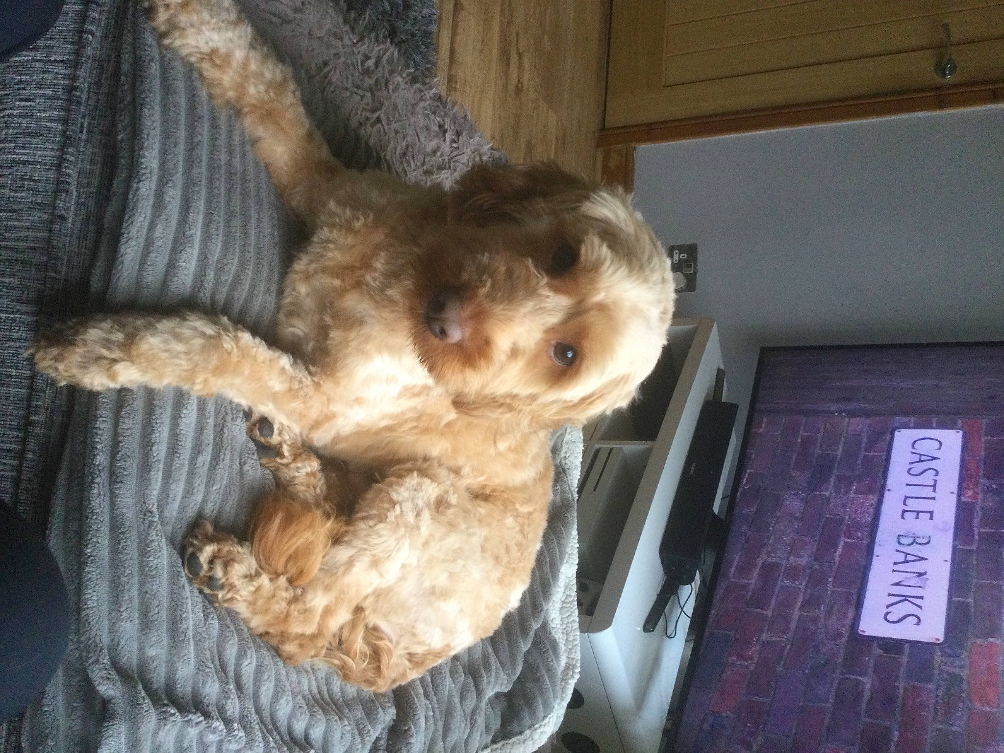 Yogi is registered to the contest to win money with this photo: canidae, carnivore, companion_dog, dog_breed, fawn, felidae, fur, paw, plush, puppy, snout, sporting_group, stuffed_toy, tail, terrier, toy, toy_dog, welsh_terrier, wool