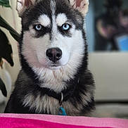 Blue participe au concours pour gagner de l'argent avec cette photo : dog, husky, blue_eyes, pet, indoor, close_up, fur, collar, animal, portrait, canine, focused, domestic, cute, face, ears, nose, whiskers, furry, looking