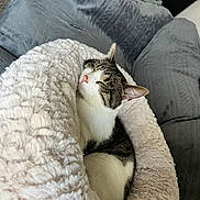 Minou a rejoint le concours — aidez-le/la à gagner de superbes lots ! cat, sleeping, cozy, fluffy_bed, white, gray_couch, indoor, pet, feline, resting, comfortable, domestic_animal, fur, cute, relaxed, animal, snuggled, soft_texture, home, peaceful