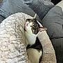 cat, sleeping, cozy, fluffy_bed, white, gray_couch, indoor, pet, feline, resting, comfortable, domestic_animal, fur, cute, relaxed, animal, snuggled, soft_texture, home, peaceful