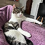 Minou a rejoint le concours — aidez-le/la à gagner de superbes lots ! cat, tabby, white_fur, relaxed, blanket, purple, indoor, furniture, television, person_on_tv, chair, wooden_floor, home, cozy, pet, animal, tail, paw, face, resting
