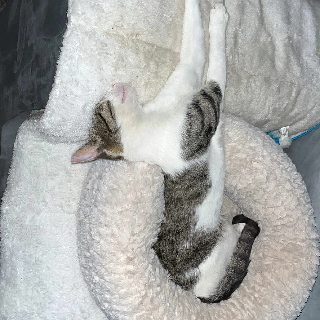 Minou a rejoint le concours — aidez-le/la à gagner de superbes lots ! animal, cat, comfortable, couch, cozy, cute, domestic, feline, fluffy_bed, home, indoor, paws, pet, relaxed, resting, sleeping, soft_texture, striped, tabby, white_fur