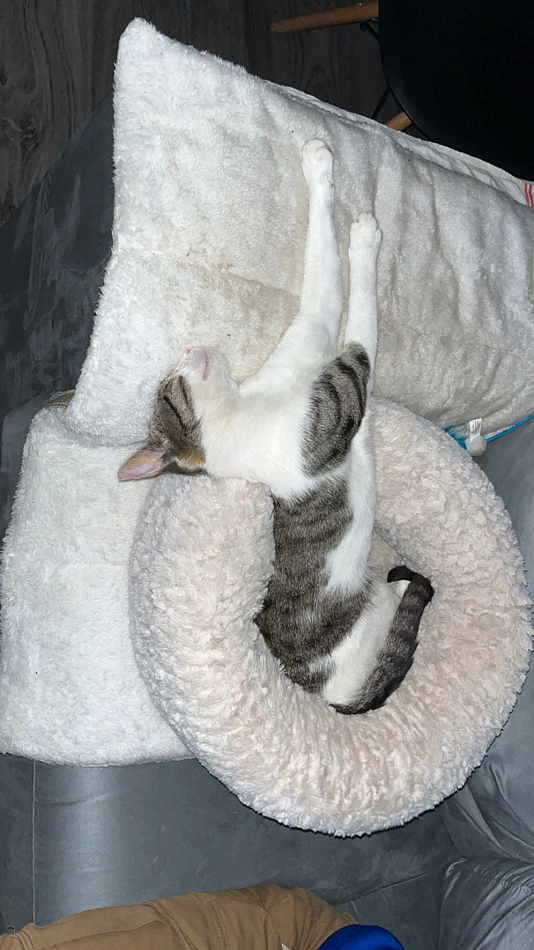 Minou a rejoint le concours — aidez-le/la à gagner de superbes lots ! cat, pet, sleeping, relaxed, fluffy_bed, cozy, indoor, feline, striped, white_fur, soft_texture, couch, home, resting, paws, animal, cute, comfortable, domestic, tabby