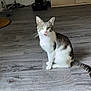 Minou a rejoint le concours — aidez-le/la à gagner de superbes lots ! cat, tabby_cat, indoor, floor, wood_floor, green_eyes, pet, animal, feline, curious, sitting, looking, mouth_open, cabinet, vacuum_cleaner, cords, home, domestic_animal, quiet, room