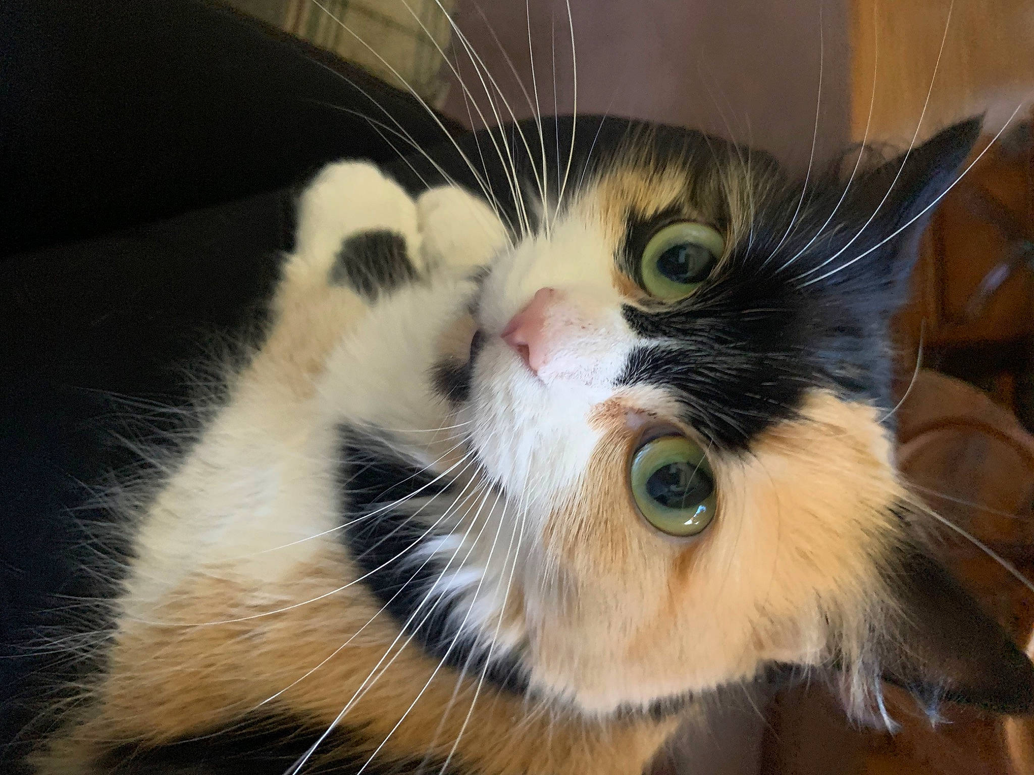 Egypt joined the competition — help win amazing prizes! animal_shelter, carnivore, cat, claw, close_up, domestic_short_haired_cat, ear, eye, felidae, fur, head, human_body, iris, nose, paw, pet_supply, small_to_medium_sized_cats, snout, whiskers, window