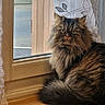 cat, fluffy, windowsill, wood, curtain, indoor, pet, feline, long_hair, green_eyes, looking_outside, domestic_animal, cozy, natural_light, window, relaxed, animal, closeup, portrait, home