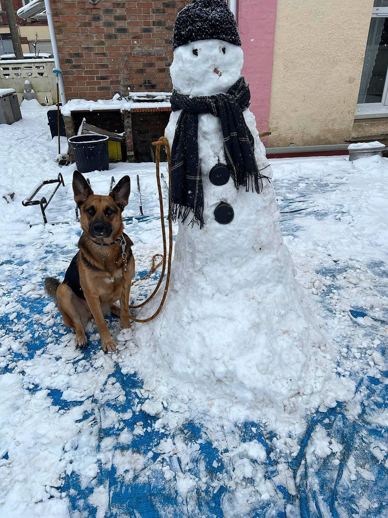 Laïca a rejoint le concours — aidez-le/la à gagner de superbes lots ! carnivore, collar, companion_dog, dog, dog_breed, dog_supply, event, freezing, fur, leash, mammal, pet_supply, playing_in_the_snow, precipitation, snow, snowman, vertebrate, window, winter, working_animal