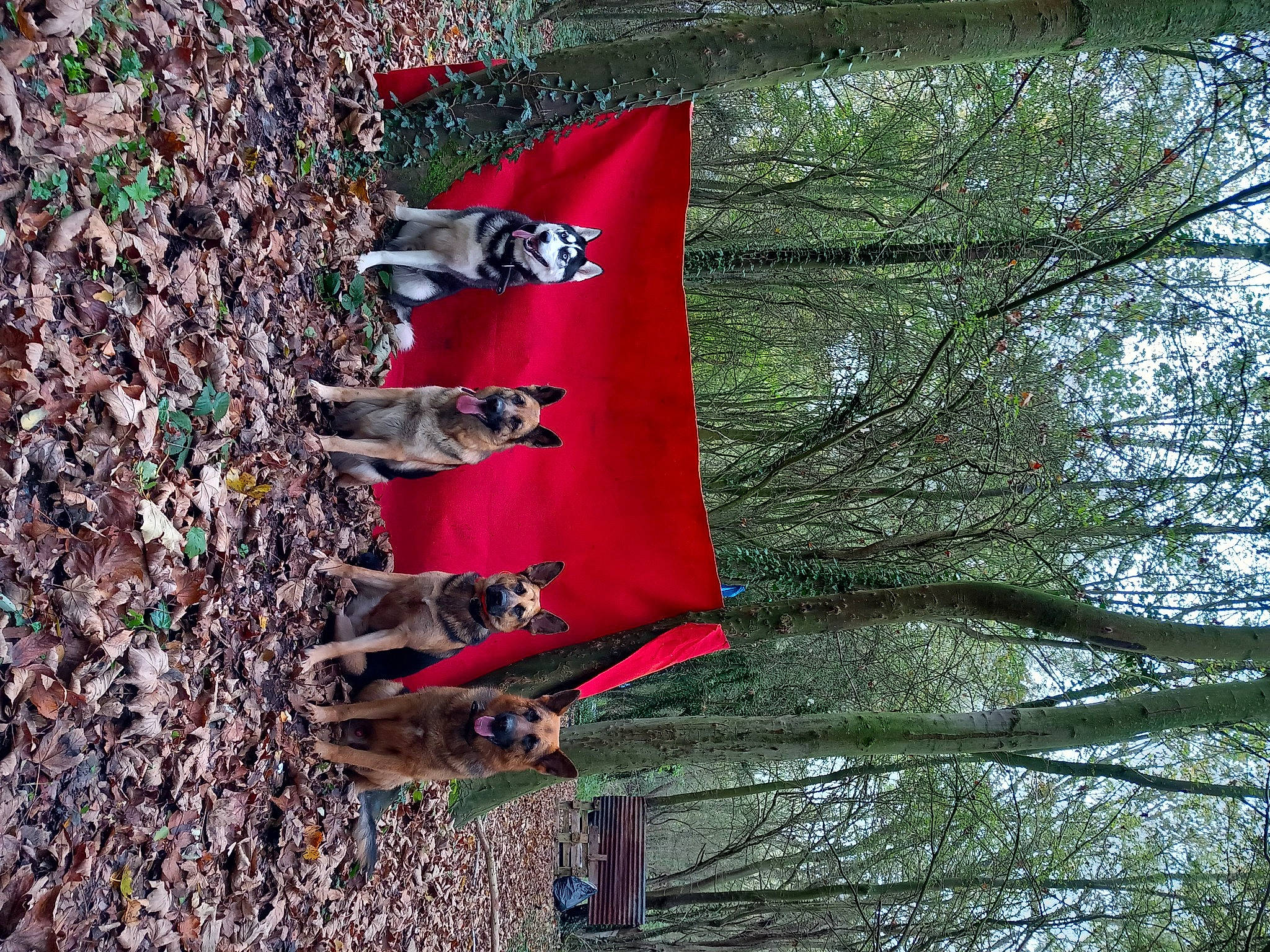 Laïca a rejoint le concours — aidez-le/la à gagner de superbes lots ! carmine, flag, plant, pole, sky, tree, trunk, twig, wood