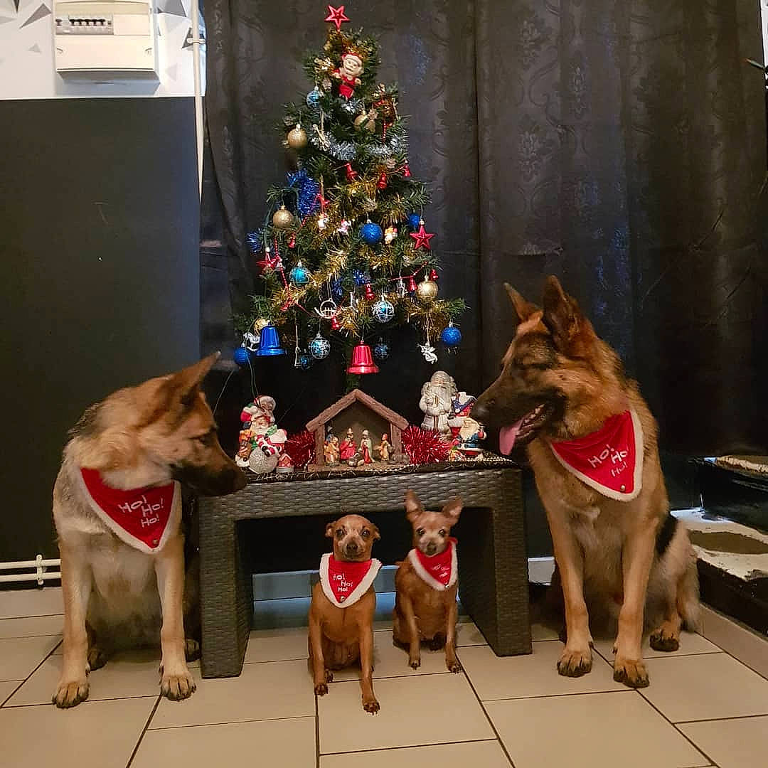 Abby Et Chipie participe au concours pour gagner de l'argent avec cette photo : carnivore, christmas, christmas_decoration, christmas_eve, christmas_ornament, christmas_tree, collar, curtain, dog, dog_breed, dog_collar, dog_supply, fawn, holiday, home, interior_design, ornament, sporting_group, working_animal