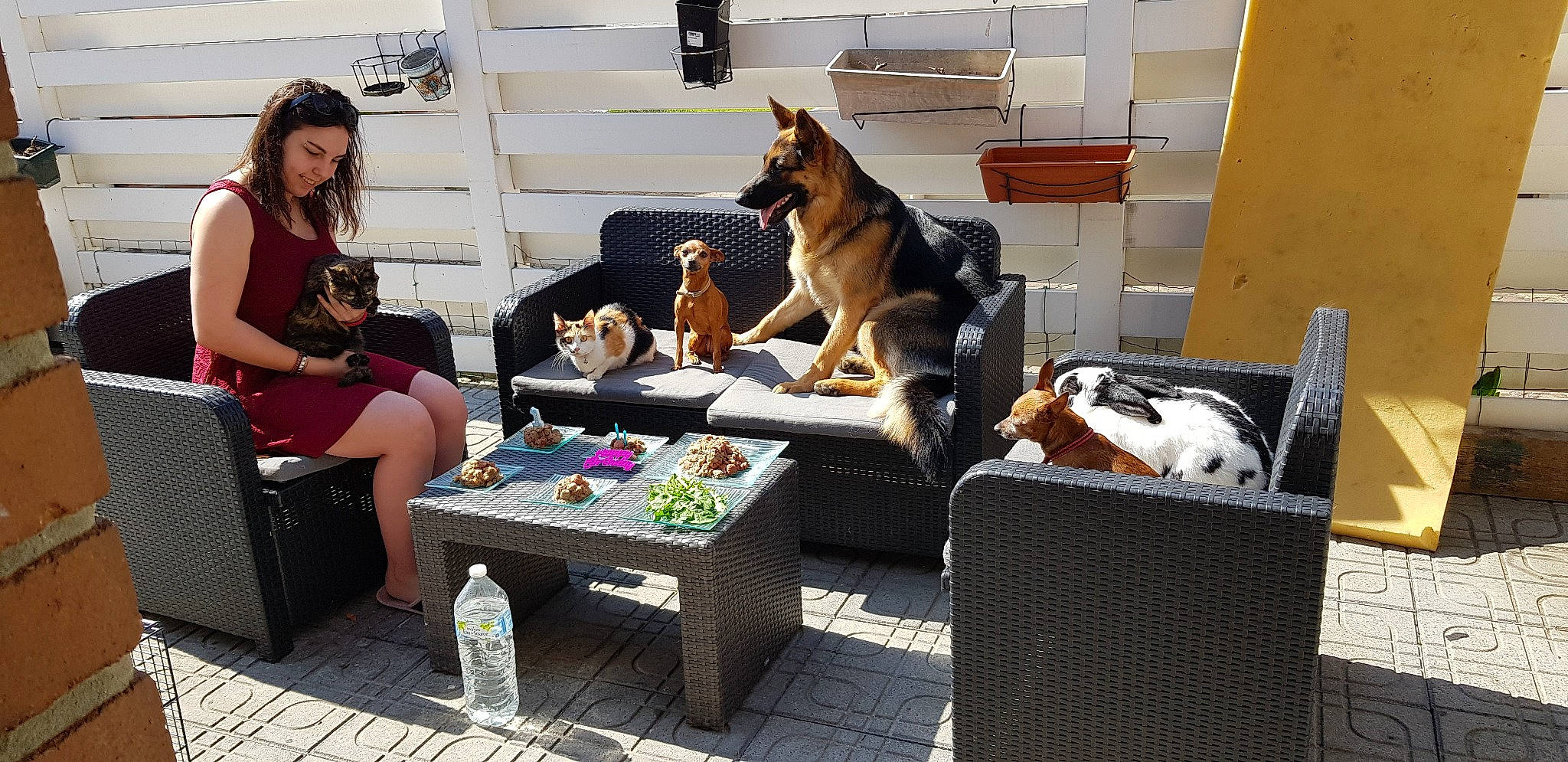 Mia a rejoint le concours — aidez-le/la à gagner de superbes lots ! canidae, carnivore, companion_dog, dog, dog_breed, interior_design, table, wolfdog, working_dog