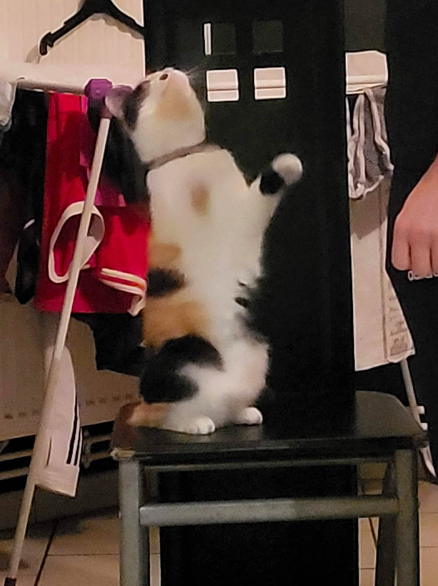 Mia a rejoint le concours — aidez-le/la à gagner de superbes lots ! canidae, carmine, carnivore, cat, cat_supply, chair, comfort, companion_dog, domestic_short_haired_cat, felidae, fur, human_leg, paw, room, sitting, small_to_medium_sized_cats, stool, tail, whiskers