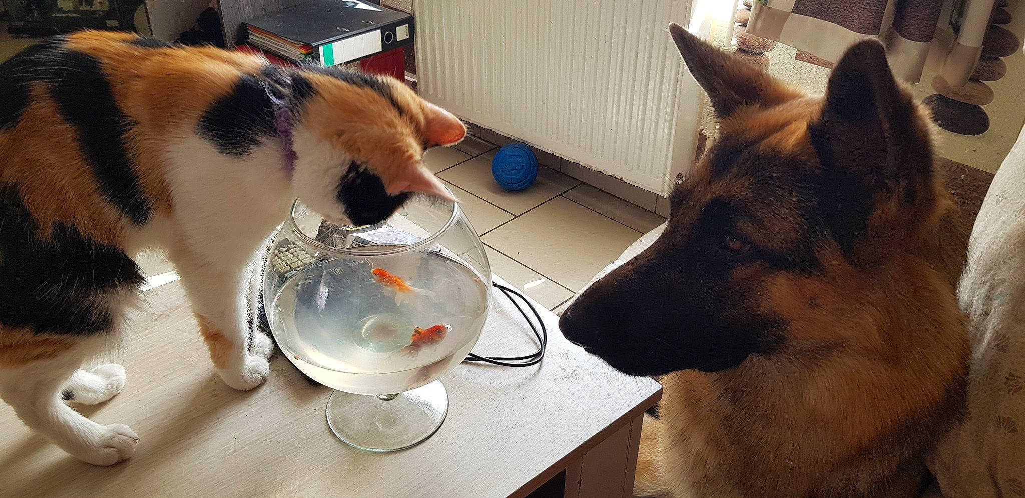 Mia a rejoint le concours — aidez-le/la à gagner de superbes lots ! akita, canidae, carnivore, dog, dog_breed, ear, fawn, german_shepherd_dog, mammal, siberian_husky, snout, thai_bangkaew_dog, vertebrate, working_dog