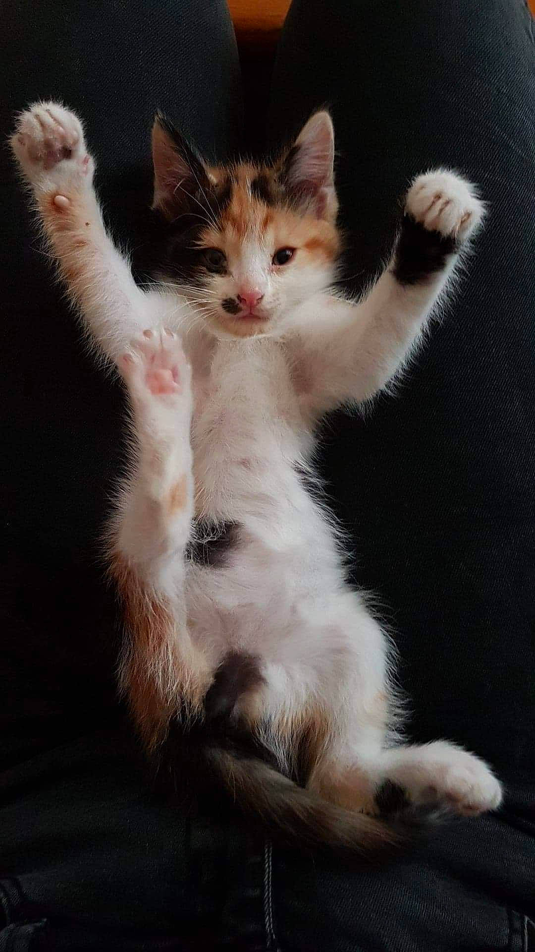 Mia a rejoint le concours — aidez-le/la à gagner de superbes lots ! aegean_cat, american_wirehair, carnivore, cat, felidae, fur, kitten, mammal, paw, polydactyl_cat, small_to_medium_sized_cats, turkish_angora, turkish_van, vertebrate, whiskers