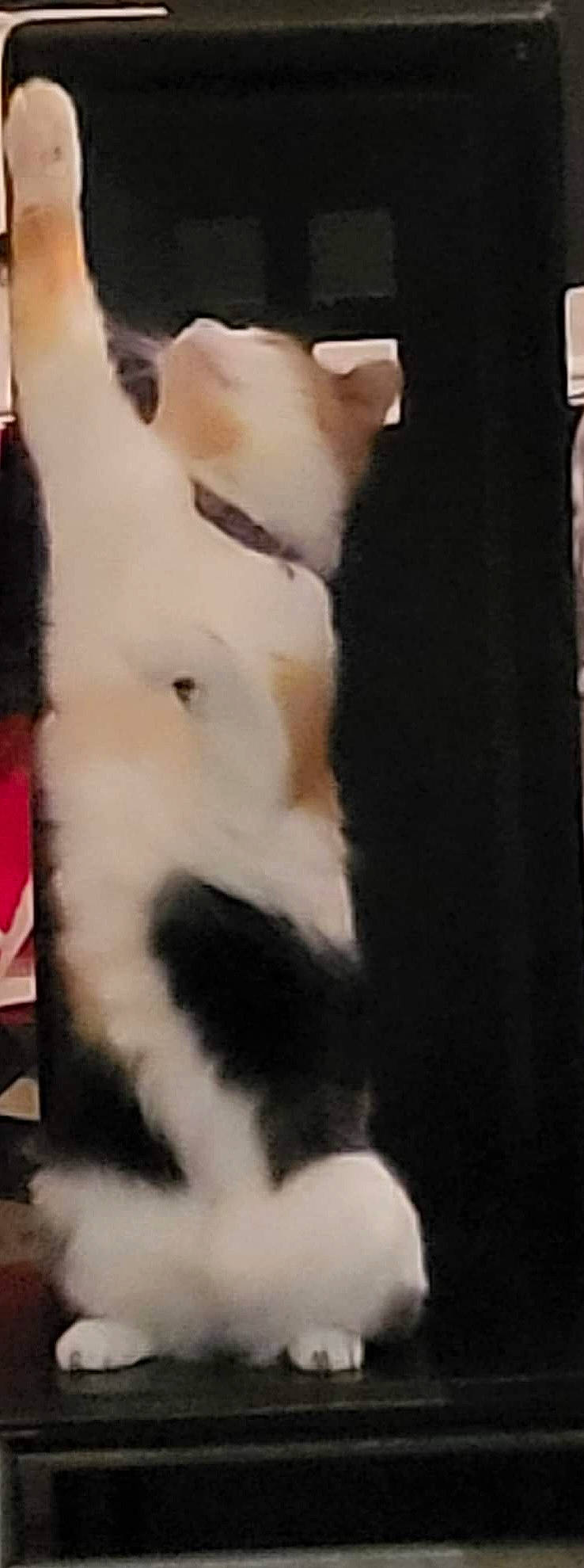 Mia participe au concours pour gagner de l'argent avec cette photo : art, canidae, carnivore, cat, dog_breed, fashion_design, fawn, felidae, formal_wear, fur, natural_material, paw, room, shawl, sleeve, small_to_medium_sized_cats, tail, terrestrial_animal, whiskers, wool