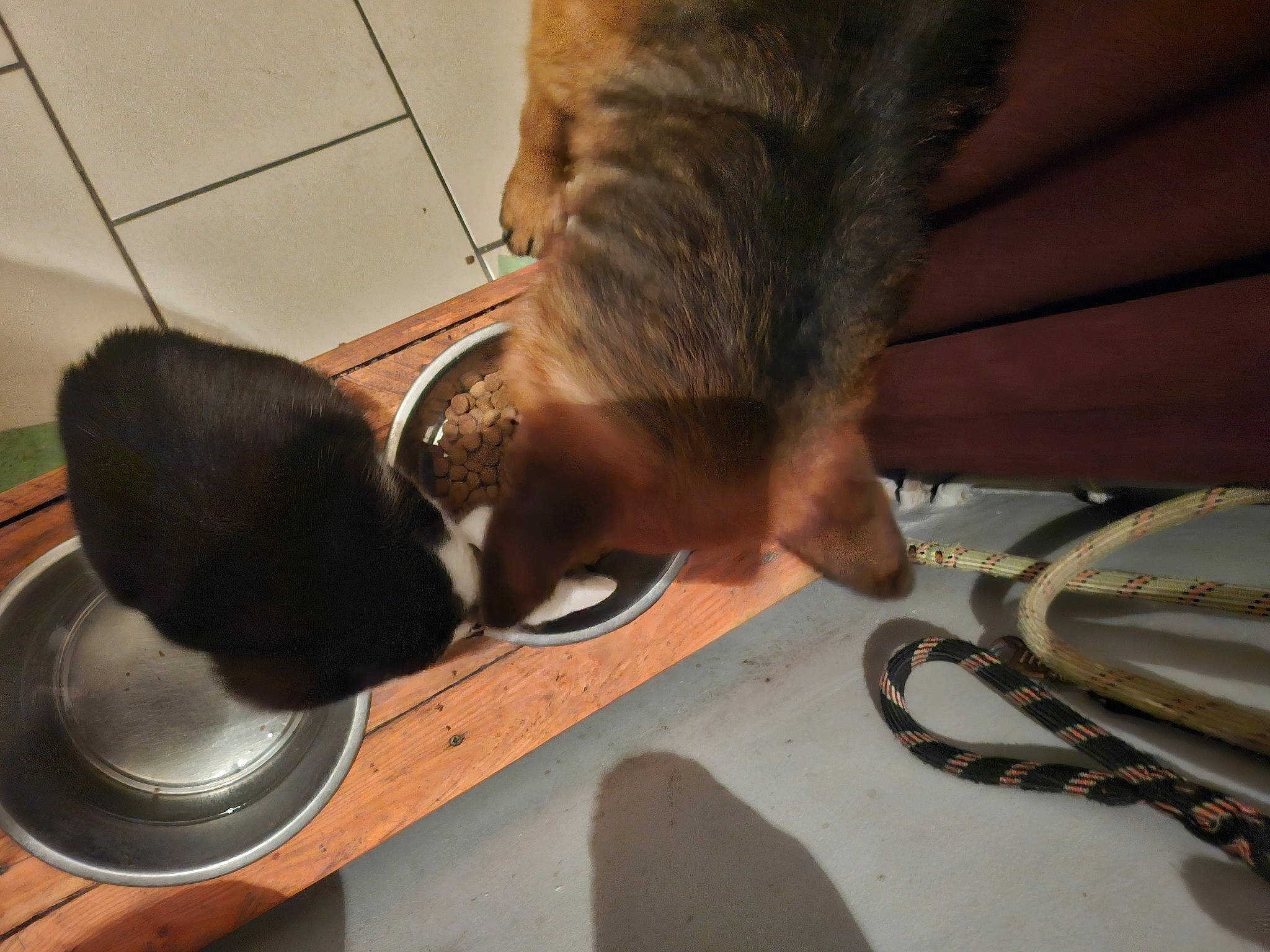 Paco a rejoint le concours — aidez-le/la à gagner de superbes lots ! carnivore, cat, claw, comfort, dog_breed, domestic_short_haired_cat, fawn, felidae, floor, flooring, fur, hardwood, human_leg, small_to_medium_sized_cats, snout, sporting_group, tail, vertebrate, whiskers, wood