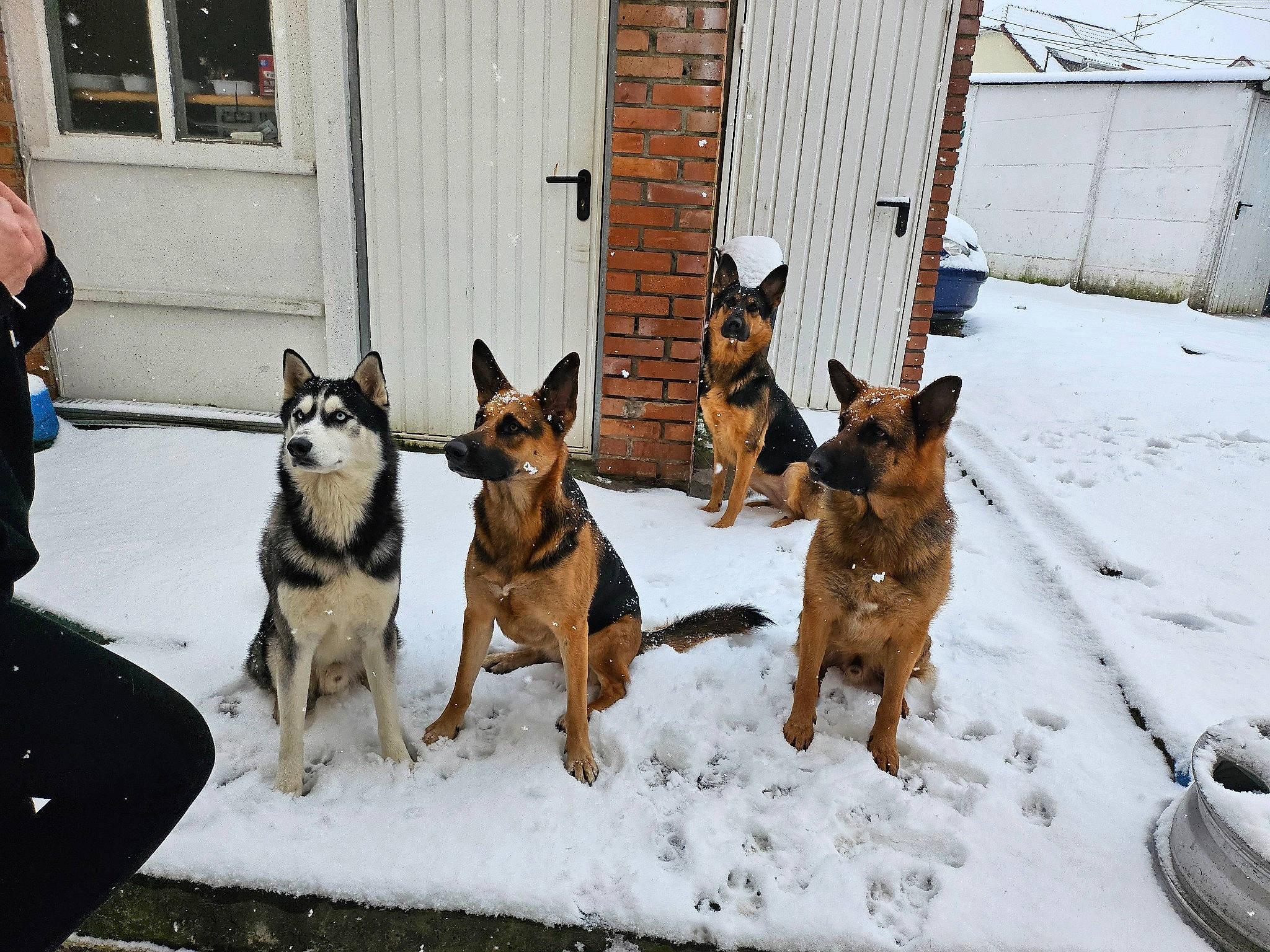 Paco a rejoint le concours — aidez-le/la à gagner de superbes lots ! building, canidae, carnivore, collar, companion_dog, dog, dog_breed, dog_supply, door, fawn, guard_dog, non_sporting_group, pet_supply, snout, snow, sporting_group, window, winter, working_animal, working_dog