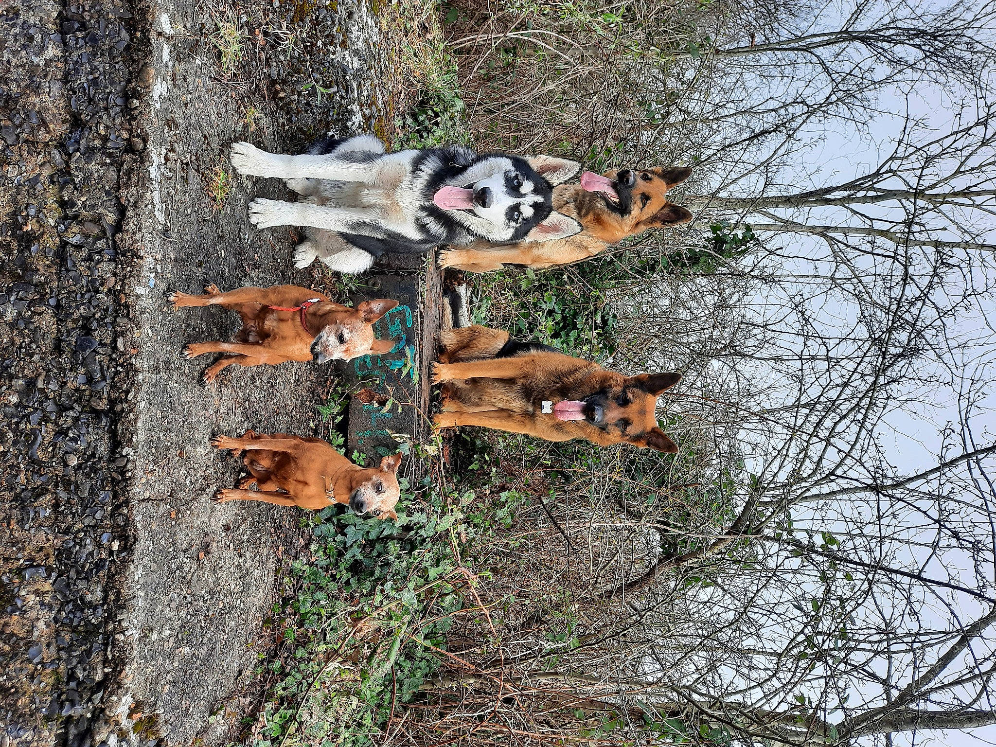 Paco participe au concours pour gagner de l'argent avec cette photo : art, biome, branch, canidae, carnivore, fawn, forest, grass, pattern, plant, sky, sporting_group, temperate_broadleaf_and_mixed_forest, terrestrial_animal, tree, trunk, twig, wildlife, wood, woody_plant