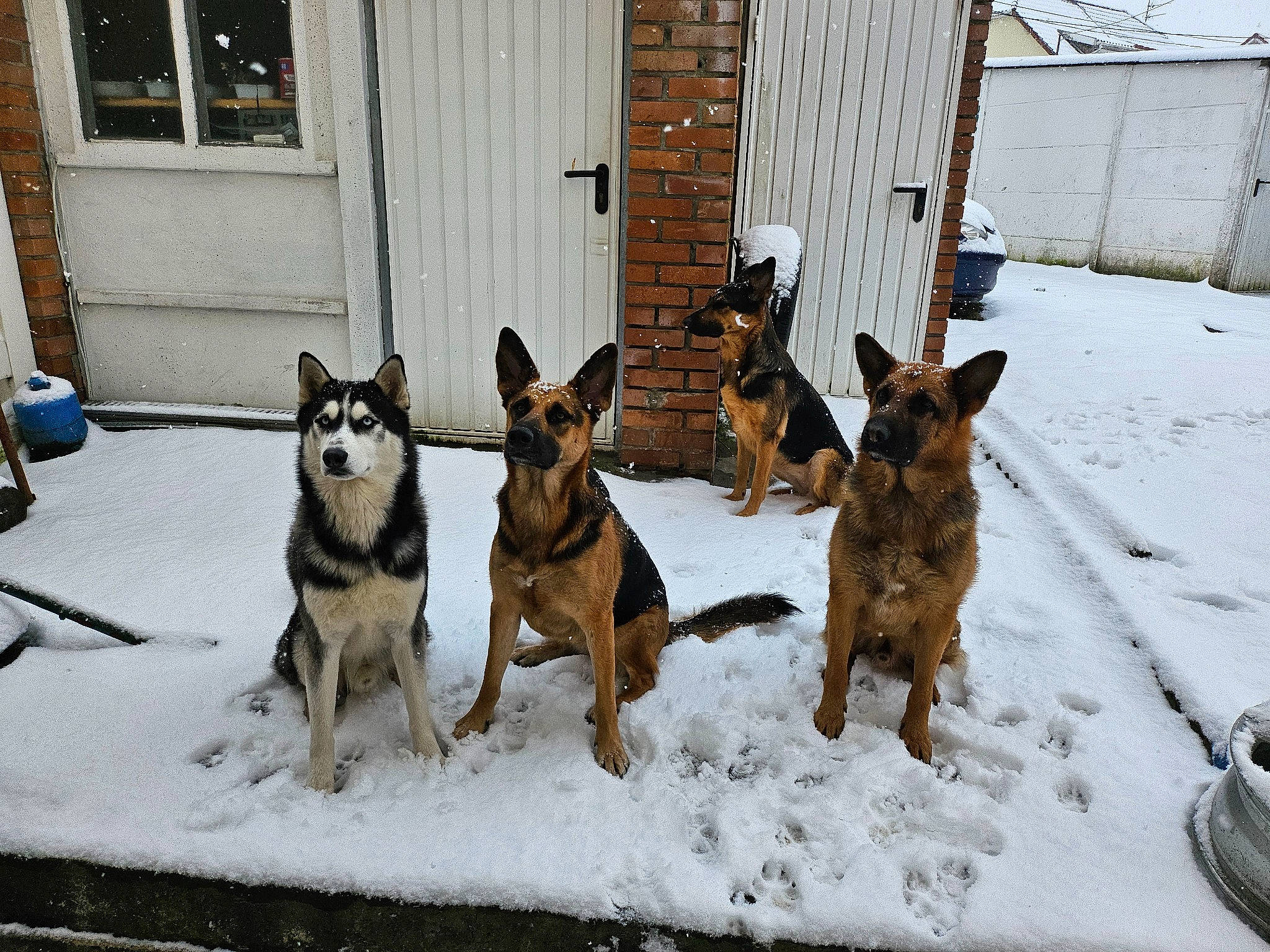 Syrus a rejoint le concours — aidez-le/la à gagner de superbes lots ! canidae, carnivore, collar, dog, dog_breed, dog_supply, door, east_european_shepherd, guard_dog, herding_dog, law_enforcement, pet_supply, snout, snow, sporting_group, window, winter, wood, working_animal, working_dog