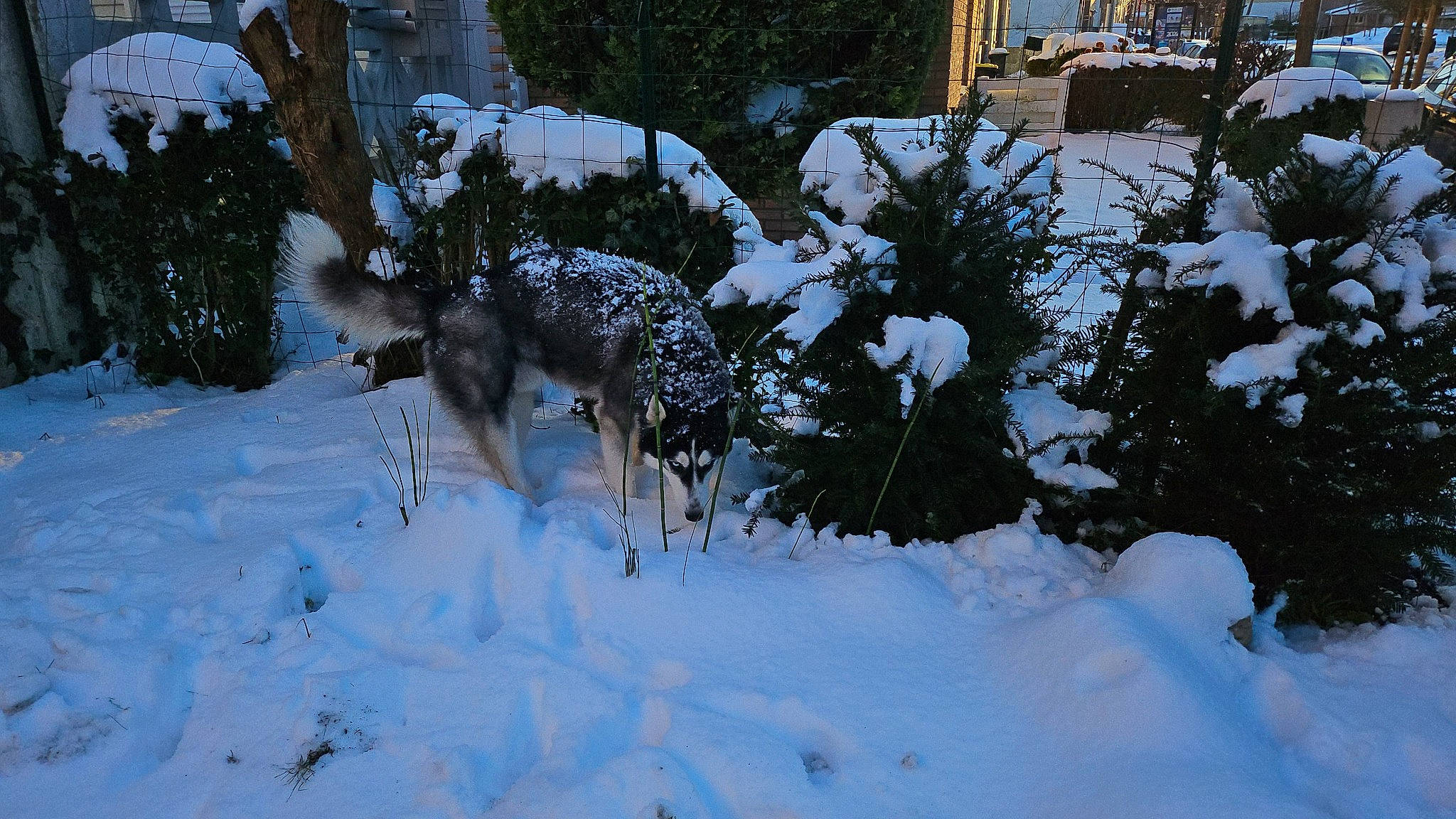 Syrus participe au concours pour gagner de l'argent avec cette photo : branch, conifer, electric_blue, event, evergreen, freezing, frost, geological_phenomenon, grass, landscape, plant, precipitation, shrub, slope, snow, tree, twig, water, window, winter