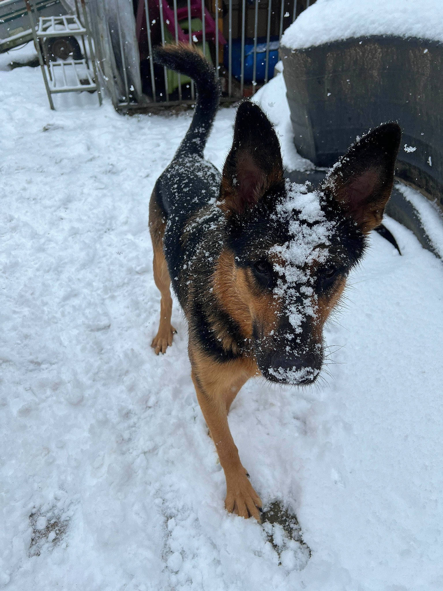 Mabrouka a rejoint le concours — aidez-le/la à gagner de superbes lots ! canidae, carnivore, dog, dog_breed, dog_supply, east_european_shepherd, fawn, freezing, fur, german_shepherd_dog, guard_dog, herding_dog, old_german_shepherd_dog, snout, snow, sporting_group, tail, winter, working_animal, working_dog