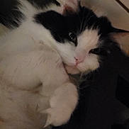 Jymmi participe au concours pour gagner de l'argent avec cette photo : cat, black_and_white, pet, feline, indoor, closeup, sleepy, relaxed, animal, whiskers, fur, paw, cute, domestic, portrait, laying, face, ears, nose, close_up