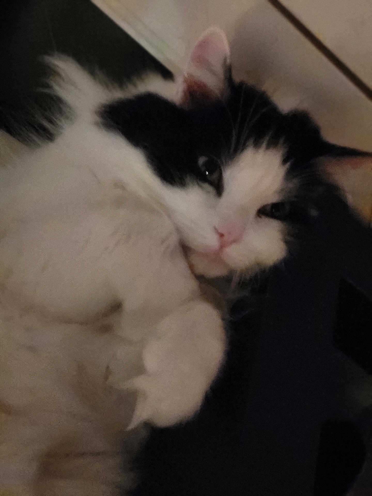 Jymmi participe au concours pour gagner de l'argent avec cette photo : cat, black_and_white, pet, feline, indoor, closeup, sleepy, relaxed, animal, whiskers, fur, paw, cute, domestic, portrait, laying, face, ears, nose, close_up