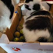 Jymmi a rejoint le concours — aidez-le/la à gagner de superbes lots ! animal, black_and_white, box, cardboard_box, cat, cats, chair_leg, close_up, curiosity, curious, domestic, feline, fruit, furry, green_fruit, home, indoor, pet, soft_focus, table