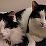 Jymmi participe au concours pour gagner de l'argent avec cette photo : animal, bell, black_and_white, cat, close_up, collar, cute, domestic_cat, ears, eyes, face, fluffy, fur, indoor, pair, pet, resting, snuggling, two_cats, whiskers