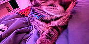 Luka is registered to the contest to win money with this photo: cat, tabby, close_up, collar, blanket, indoor, pet, animal, fur, whiskers, paws, purple_lighting, cozy, curious, relaxed, domestic, feline, bedroom, soft_texture, cute