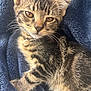 Luka is registered to the contest to win money with this photo: kitten, cat, tabby, pet, animal, feline, fur, whiskers, close_up, portrait, cozy, blanket, soft, cute, domestic_animal, young, sleepy, resting, indoor, warm_light