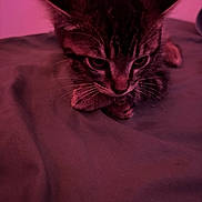 Luka joined the competition — help win amazing prizes! kitten, cat, tabby, animal, pet, close_up, feline, whiskers, ears, face, fur, resting, indoor, soft_surface, pink_light, cute, small, young, portrait, domestic_cat