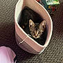 Luka is registered to the contest to win money with this photo: kitten, cat, pet, basket, carpet, toy, box, indoor, curious, animal, feline, cozy, pink, gray, texture, floor, looking, small, cute, playful