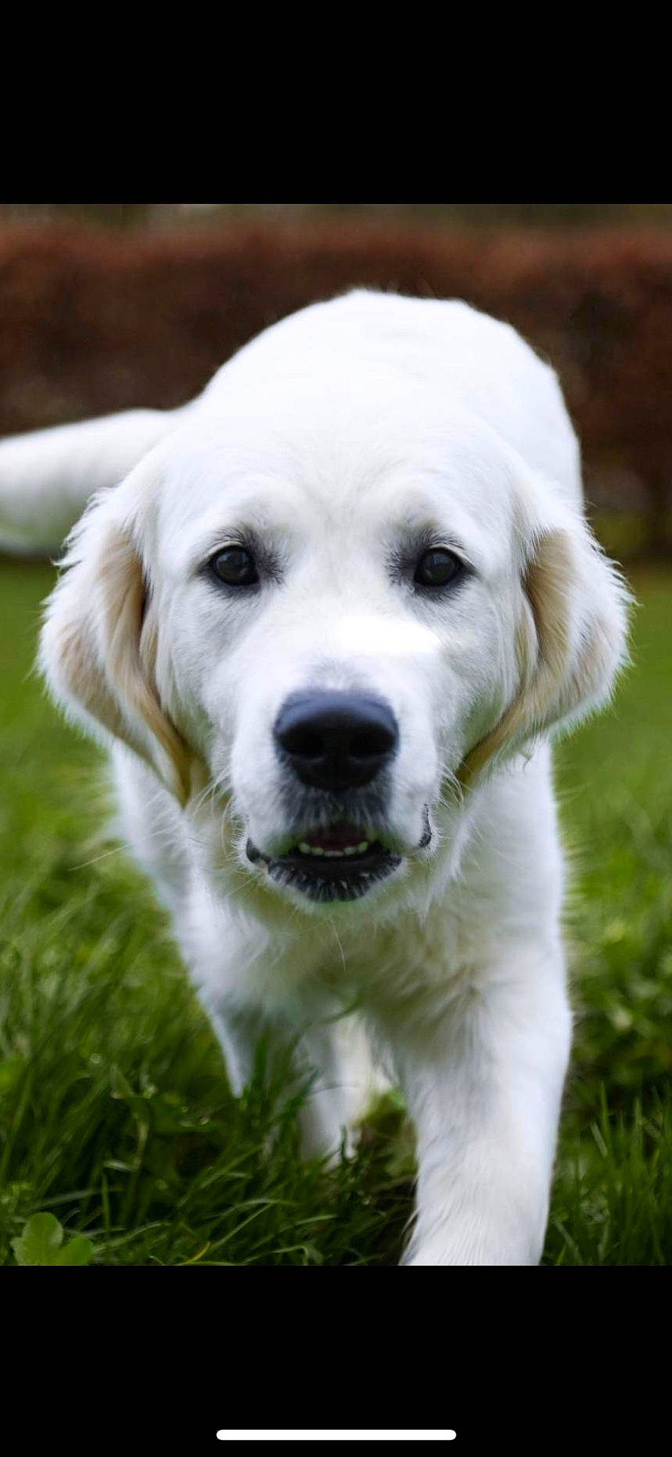 Violette participe au concours pour gagner de l'argent avec cette photo : carnivore, companion_dog, dog, dog_breed, grass, plant, snout, sporting_group, terrestrial_animal, tree, whiskers, working_dog
