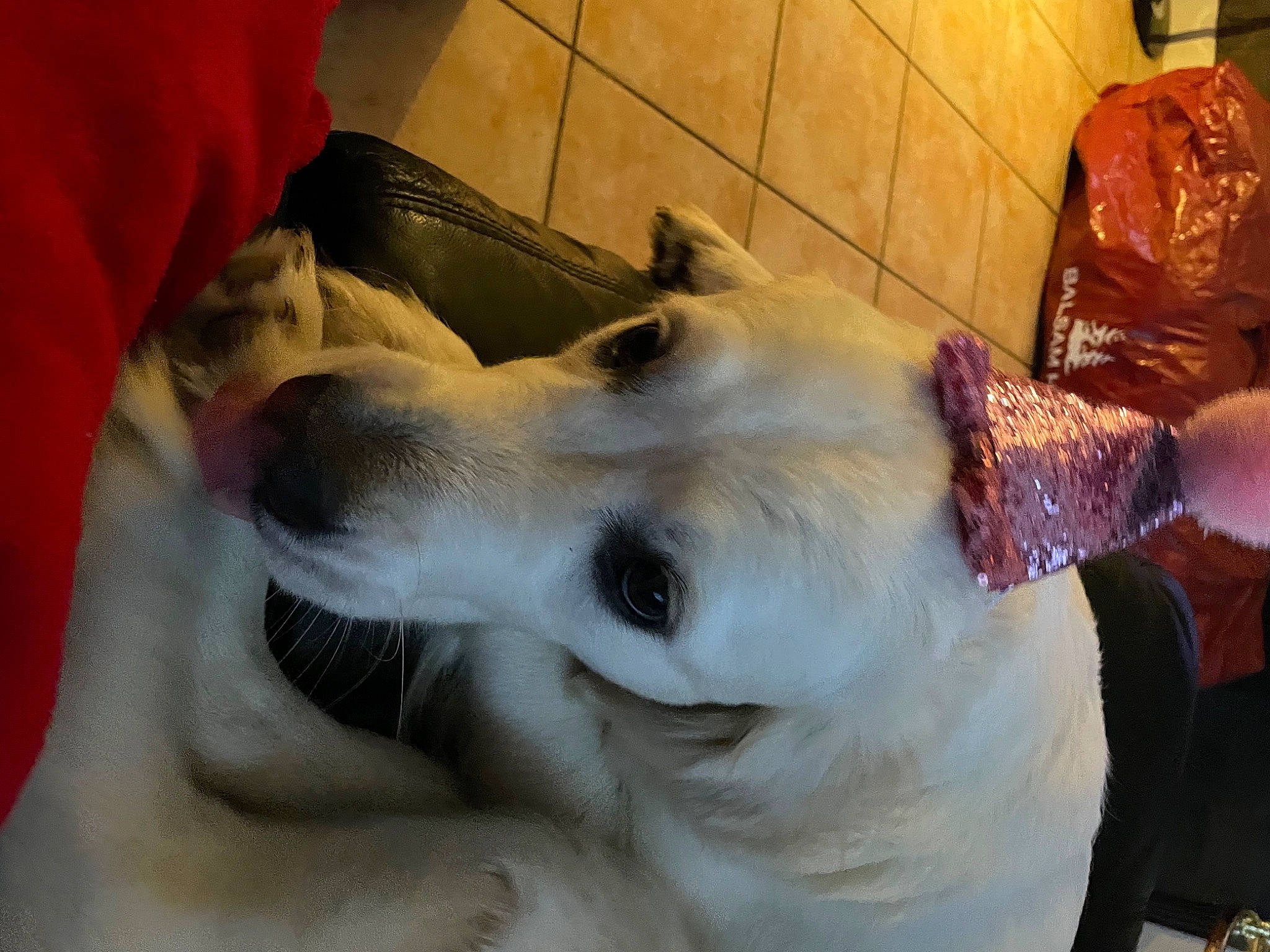 Violette a rejoint le concours — aidez-le/la à gagner de superbes lots ! borzoi, canidae, carnivore, comfort, companion_dog, dog, dog_breed, ear, fawn, fur, jaw, non_sporting_group, retriever, saluki, sighthound, silken_windhound, snout, sporting_group, whiskers, working_animal