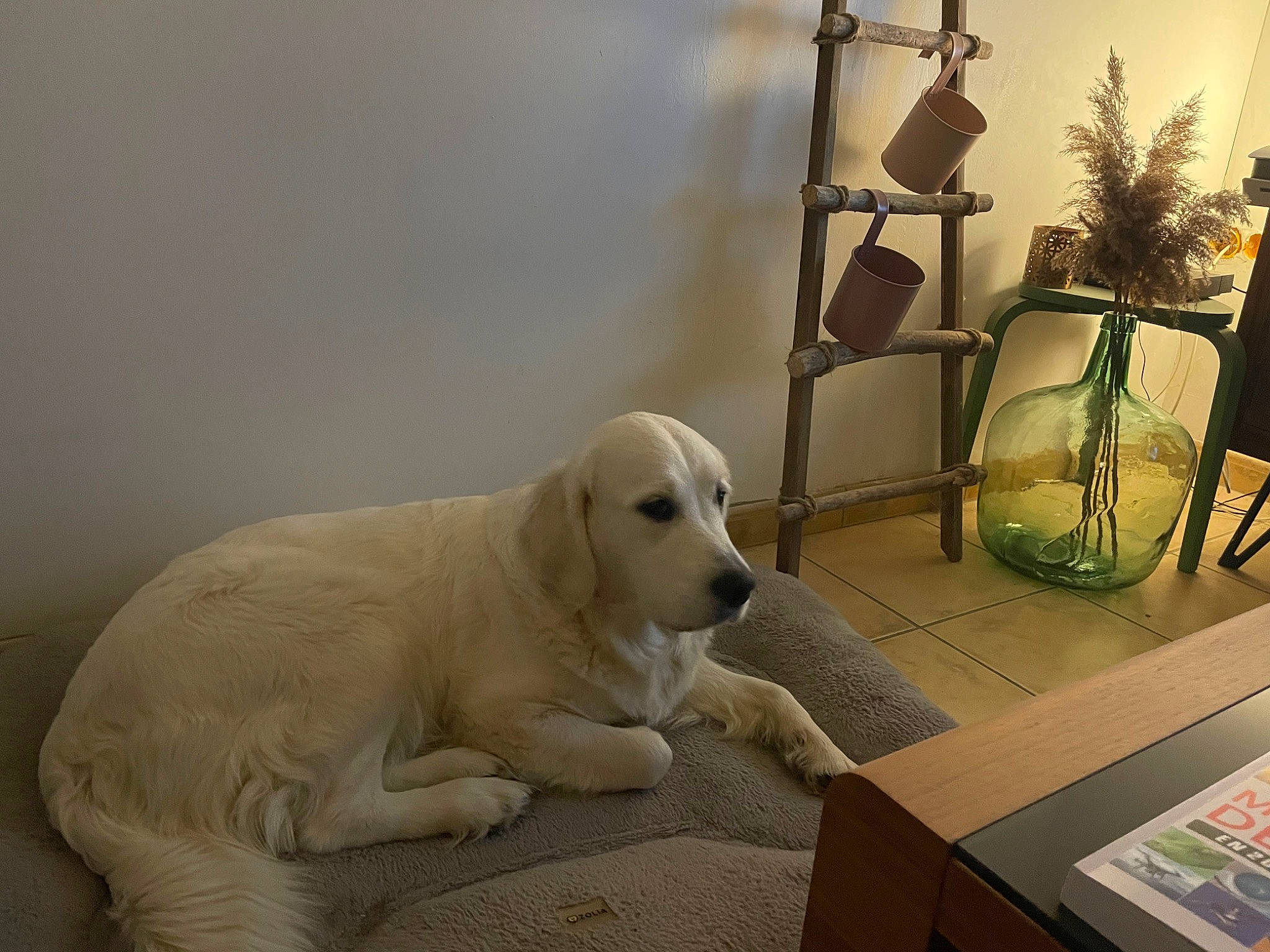 Violette participe au concours pour gagner de l'argent avec cette photo : box, carnivore, comfort, companion_dog, dog, dog_breed, fawn, flooring, fur, houseplant, lamp, living_room, picture_frame, plant, room, snout, sporting_group, terrestrial_animal, wood, working_animal