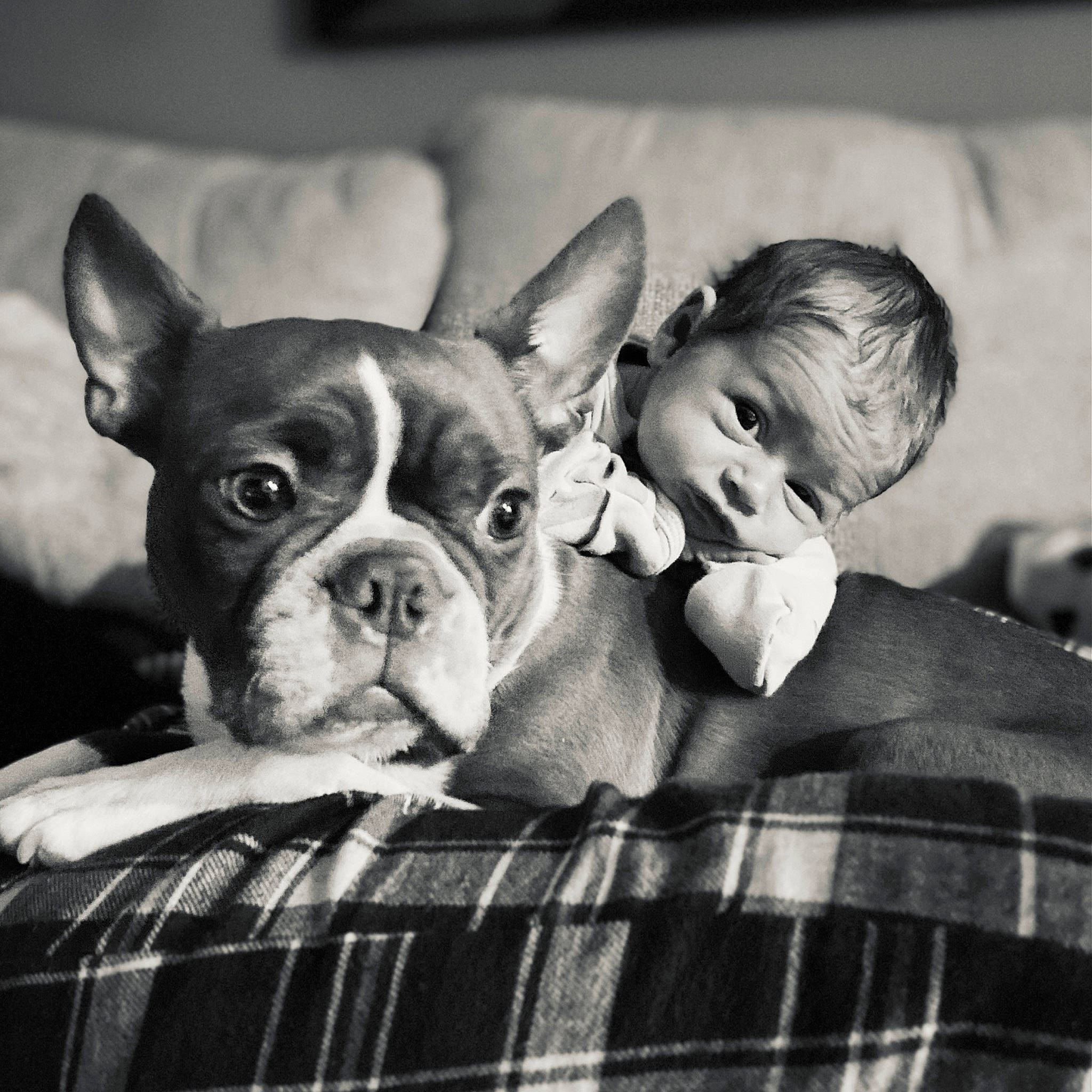 Judson is registered to the contest to win money with this photo: bulldog, carnivore, comfort, companion_dog, dog, dog_breed, ear, fawn, french_bulldog, happy, jaw, person, picture_frame, plaid, snout, sporting_group, tartan, terrestrial_animal, toy_dog, whiskers