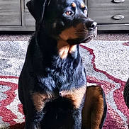 Tinka joined the competition — help win amazing prizes! dog, rottweiler, indoor, carpet, furniture, pet, animal, sitting, black_and_tan, fur, portrait, canine, looking_away, home, domestic, mammal, companion, alert, side_view, calm