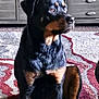 dog, rottweiler, indoor, carpet, furniture, pet, animal, sitting, black_and_tan, fur, portrait, canine, looking_away, home, domestic, mammal, companion, alert, side_view, calm