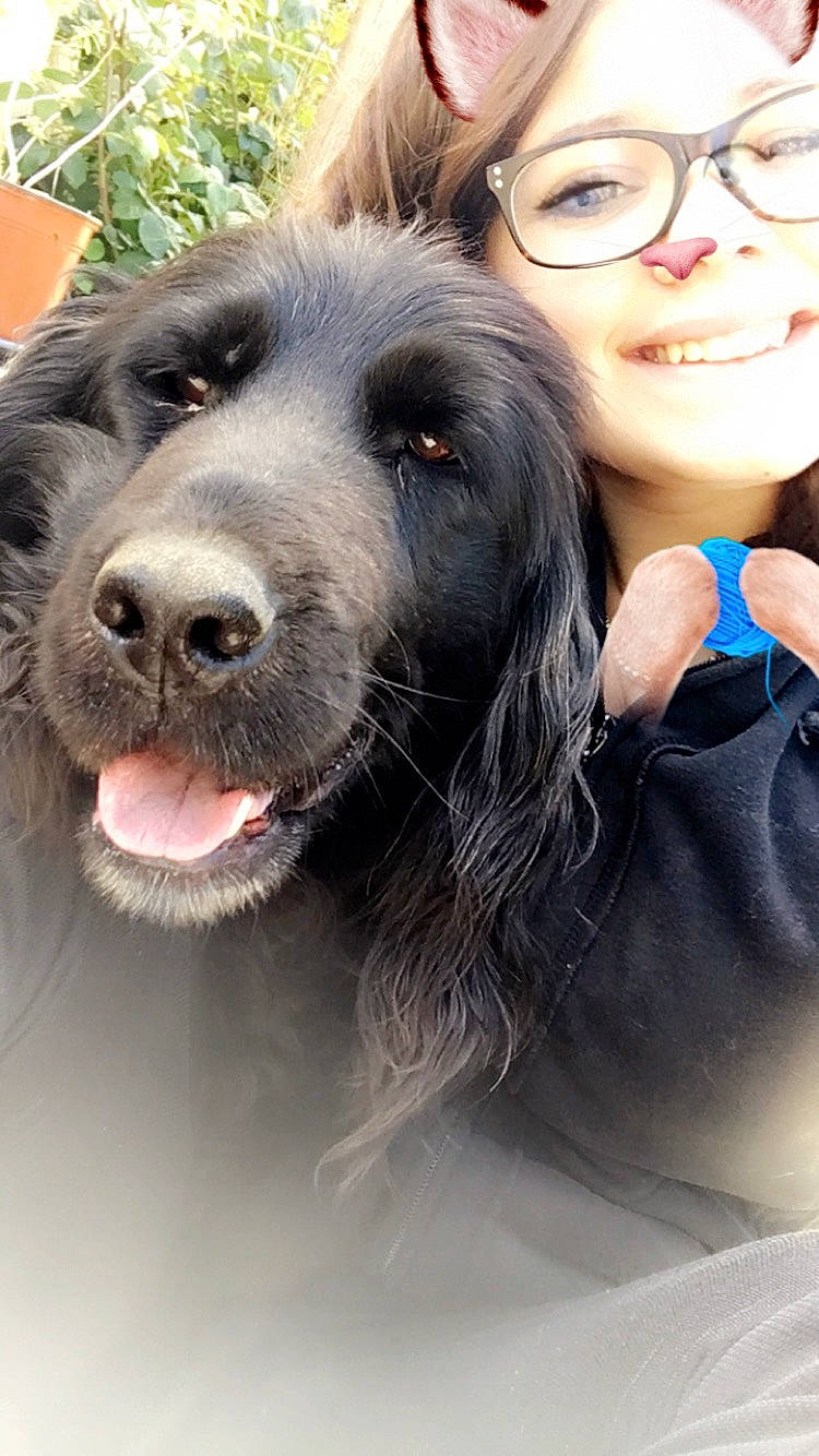 Cassy participe au concours pour gagner de l'argent avec cette photo : canidae, carnivore, companion_dog, dog, dog_breed, joy, nose, person, photography, smile, snout, sporting_group, whiskers